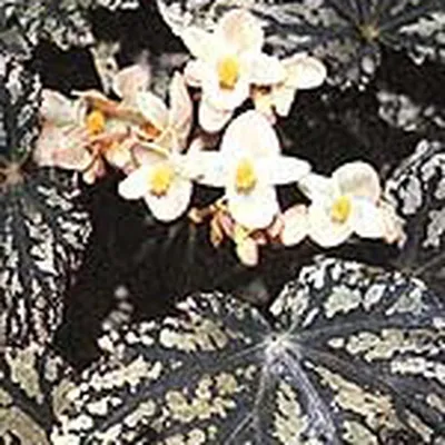 Бегония королевская, фото листьев бегонии | Любимые цветы