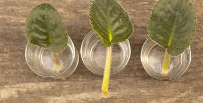 Размножение фиалок листом 🌿 — fLOVEr