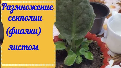 Фиалка - уход в домашних условиях