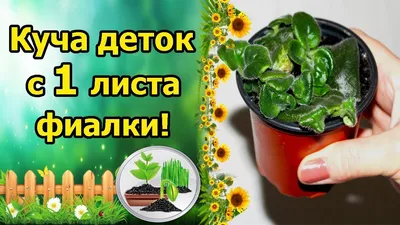 МНОЖЕСТВО ДЕТОК С 1 ЛИСТА ФИАЛКИ! РАЗМНОЖЕНИЕ ФИАЛКИ ЧАСТЯМИ ЛИСТА! -  YouTube