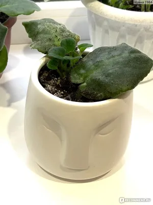Размножение фиалок листом 🌿 — fLOVEr