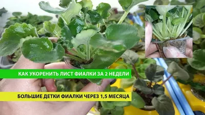Как укоренить фиалку из листика: советы и правила