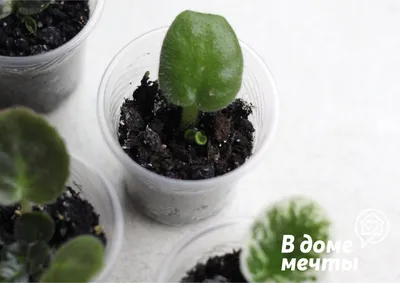 Много красоты не бывает! Как правильно размножить фиалку стандарт, мини и  полумини листом | В доме мечты! | Дзен