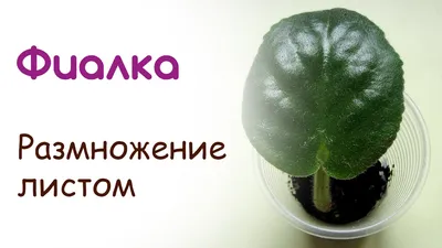 Лист фиалки - размножение фиалок листом - YouTube