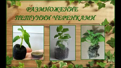 Размножение петунии черенками. Как сохранить петунию зимой. - YouTube