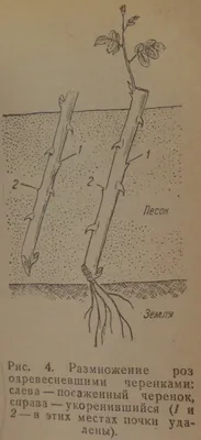 Размножение роз. Часть 6. Черенкование. - Энциклопедия роз