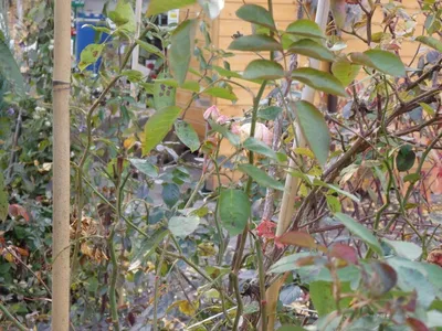 Размножение роз черенками осенью, посадка в контейнер - Мир Садоводства