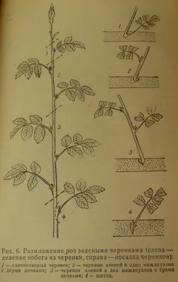Размножение роз. Часть 6. Черенкование. - Энциклопедия роз
