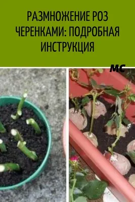 100% Укореняем Розу/Черенкование Роз Летом (Июль)/Черенки на Кусту Розы/Садовые  Растения/1 часть - YouTube