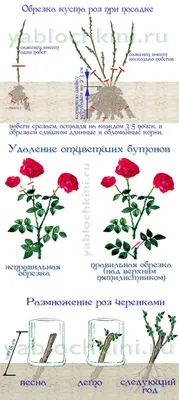 Черенкование роз в домашних условиях – 10 шагов до собственных саженцев | В  цветнике (Огород.ru)