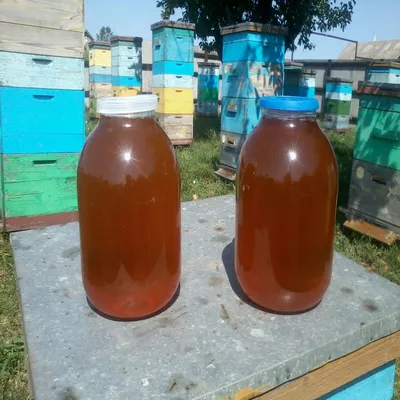 Мёд лугового разнотравья Светлый 1 кг — Мёд с Алтая