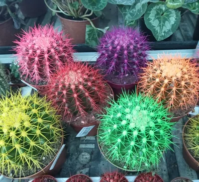 Кактус цветной (Cactus mix) Купить в Симферополе | Садовый центр Фрея, Крым