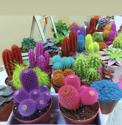 Купить «Кактусы разноцветные» с доставкой в Чите - «Flowers World»