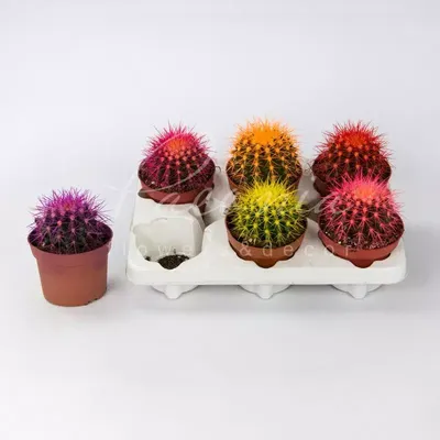 Цветущие разноцветные разные кактусы, …» — создано в Шедевруме