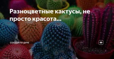 komnatnye_cvety_krd - Разноцветные кактусы,высота 10-13см,возможны разные  цвета!!!🤪Кактус 300₽,вязанное кашпо 200₽!🤓 #кактус #цветыкраснодар  #горшечныецветыкраснодар #комнатныерастения #садогород | Facebook