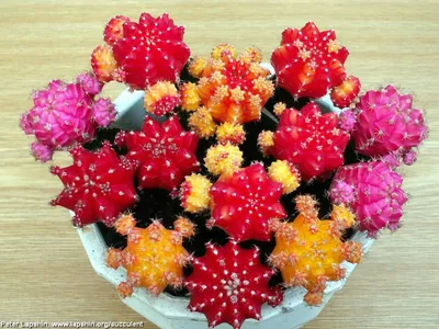 Разноцветные кактусы в «Доме цветов»