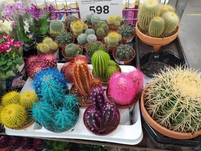Разноцветные кактусы» — создано в Шедевруме