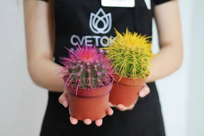 Маленькие разноцветные кактусы и Succulents в большом белом баке на  подоконнике, прочность- причём, удар будет направлен в самое Стоковое Фото  - изображение насчитывающей кактусы, орнаментально: 168560844