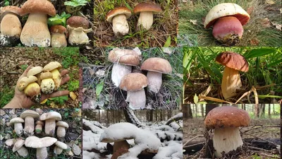 Разновидность белых грибов фото фотографии