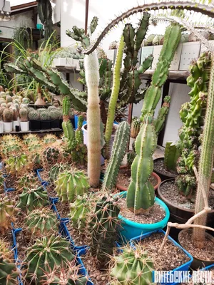 Более 300 видов кактусов собрано в оранжерейной коллекции Ботанического  сада в Витебске