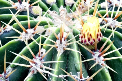 Фоторепортаж с крупнейшей выставки кактусов в Уфе | Ботанический сад Уфы