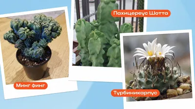 Купить растение Кактус микс в питомнике Цитрус Микс | Разнообразие и  качество