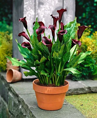 Каллы: фото цветов, какие бывают, виды, сорта | Calla lily, Black calla  lily, Bulb flowers