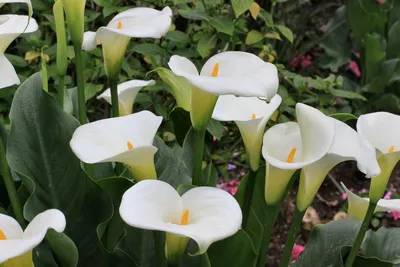 Каллы - нестареющая классика в цветочном мире | Полезные статьи от  Julia-Flower