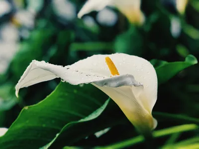 Калла: траурный цветок или символ любви | РУССКИЙ БУКЕТ