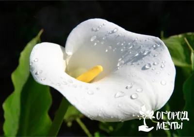 Zantedeschia #SoHappyКалла potcover roze, отправляем растений с почтой  России. Больше разновидностей Калл или Zantedeschia mixed вы можете… | Каллы,  Растения, Цветы