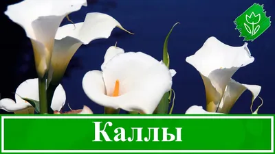 Каллы: посадки и уход, выращивание калл в саду и дома - Agro-market