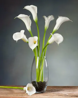 Каллы - нестареющая классика в цветочном мире | Полезные статьи от  Julia-Flower