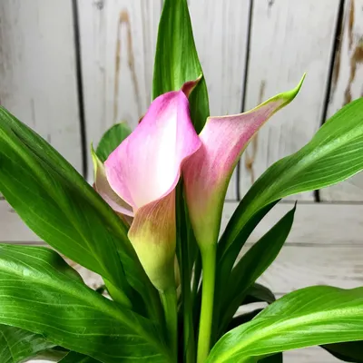 Zantedeschia Halifax 'Калла Gift', отправляем растений с почтой России.  Больше разновидностей Калл или Zantedeschia other вы можете найти … |  Растения, Каллы, Цветы