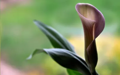 150. Каллы, орхидеи купить с доставкой по Красноярску - Агава