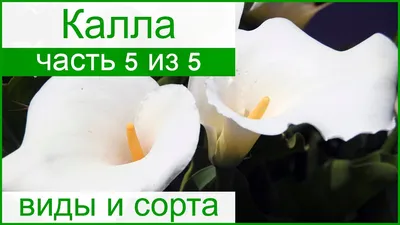 Zantedeschia Fangio in antraciet Калла Cosy aardewerk, отправляем растений  с почтой России. Больше разновидностей Калл или Zantedeschia ot… | Каллы,  Растения, Цветы