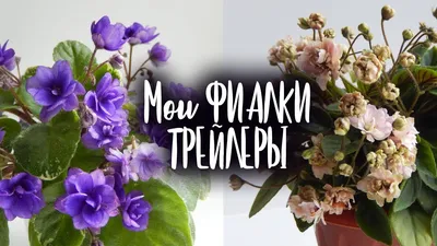 МОИ ФИАЛКИ ТРЕЙЛЕРЫ | Цветение фиалок с названиями сорта - YouTube