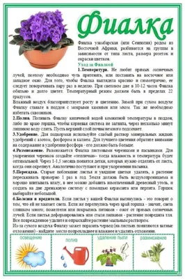 Фиалка | Сад на балконе квартиры, Садоводство на балконе, Горшечные растения