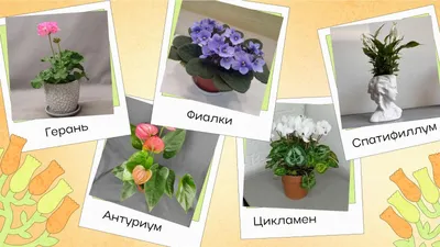 Сенполия (Узамбарская фиалка) советы за уходом в домашних условиях | Growbox