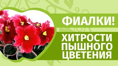 ЦВЕТЕНИЕ ФИАЛОК В АПРЕЛЕ 2019 🌼 Сорта фиалок 🌼 Красивые фиалки - YouTube