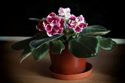 Какие комнатные цветы нельзя опрыскивать: глоксинию, фиалку и другие