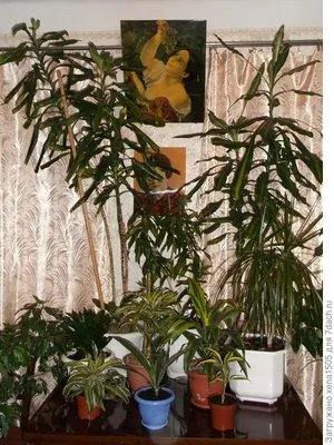 Драцена окаймленная (Marginata): фото, уход, размножение в домашних условиях