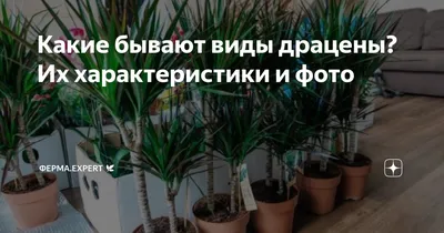 Драцена Фрагранс Компакта разветвленная - купить, цена, отзывы в  интернет-магазине комнатных растений.