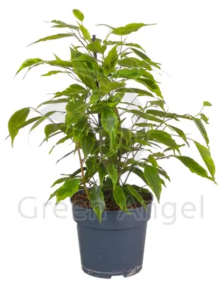 Фикус Бенджамина Голден Кинг Ficus Benjamina Golden King, 16 дм, 1 шт -  купить по выгодной цене в интернет-магазине OZON (501644192)