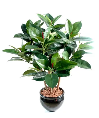 Фикус бенджамина переплетенный гигант высотой 120см в горшке (Ficus  benjamina exotica twist) купить с доставкой в СПб