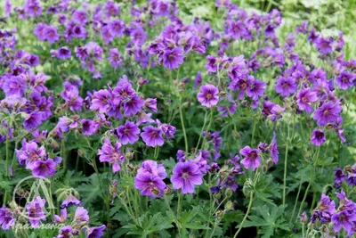 Купить Герань (Geranium) с доставкой почтой в интернет-магазине Архиленд