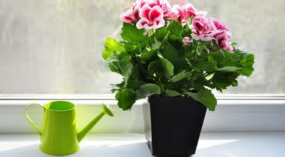 🌱 Герань (Аистов клюв) кроваво-красная Vision Violet по цене от 853 руб:  рассада, саженцы - купить в Москве с доставкой - интернет-магазин Все Сорта