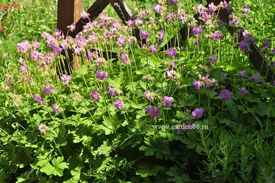 Пеларгония плющелистная (Герань) (Pelargonium peltatum) в кашпо — Рассада  цветов и овощей.