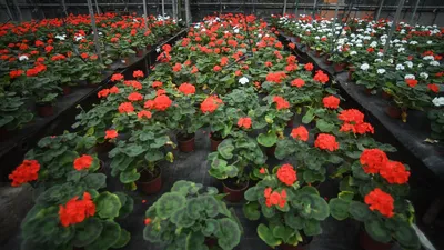 Герань (пеларгония садовая) (Pelargonium x hortorum)