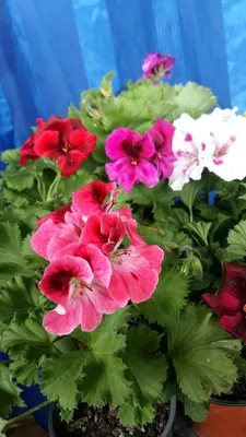 Пеларгония плющелистная (Герань) (Pelargonium peltatum) в кашпо — Рассада  цветов и овощей.