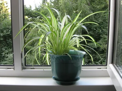 Хлорофитум - Chlorophytum. Уход за хлорофитумом. Фото